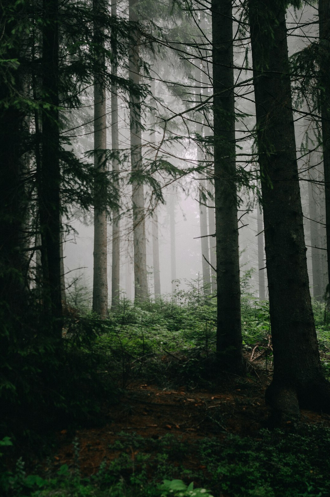 foggy forest path