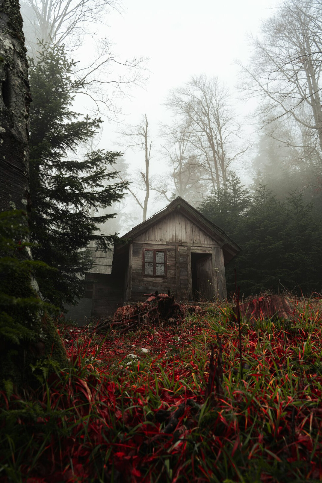 abandoned house in woods